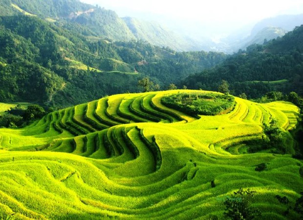 黃樹皮(Hoàng Su Phì)梯田