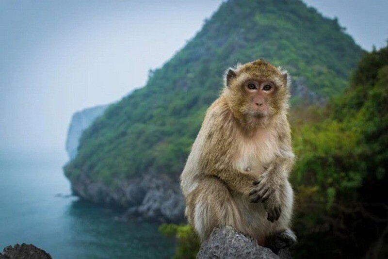 猴島,原名「吉菠蘿島」,因島上曾生長大量野菠蘿樹而得名。