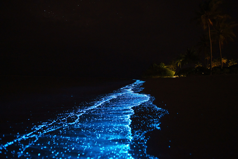 觀賞生物發光的浮游生物