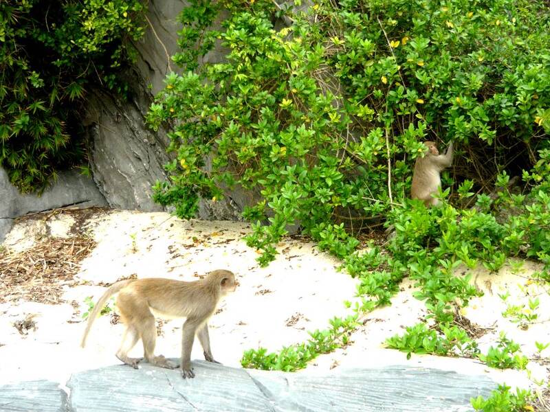 猴子島是遊覽蘭夏灣旅程中不可或缺的一站