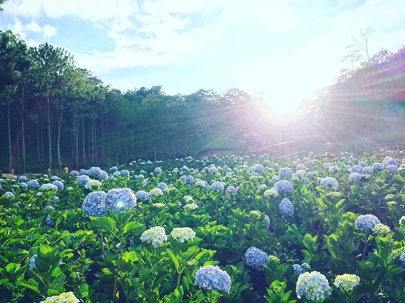 大叻繡球花田 — 讓你沉浸在壯麗山林中的詩意空間