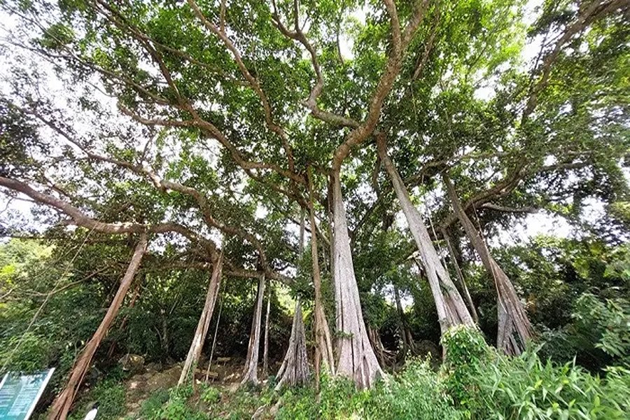 千年古榕樹（Cây Đa Ngàn Năm）