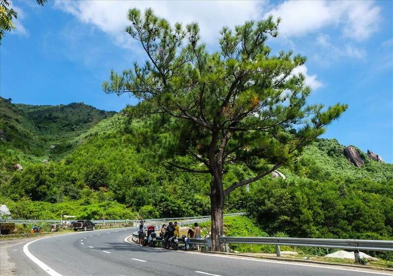 海雲嶺的孤獨松是許多年輕人從峴港出發時喜愛打卡的熱門景點之一。