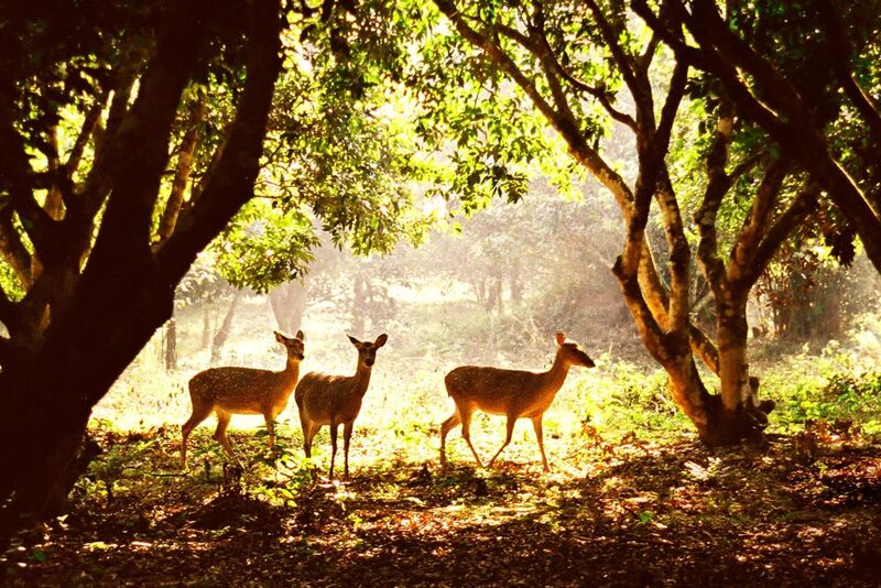 在菊芳國家公園盡享自然風光與野生動物之美