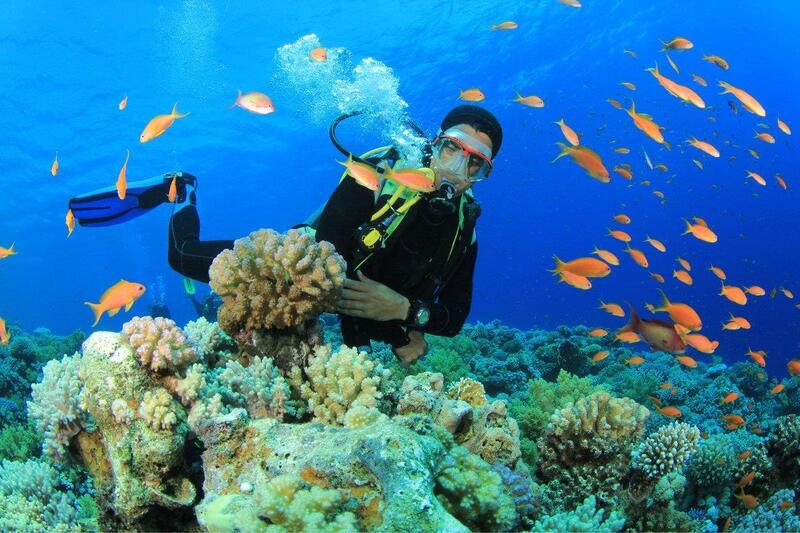 潛水探索木島—越南首個海洋生物保護區，擁有超過1500種珊瑚和數千種不同魚類