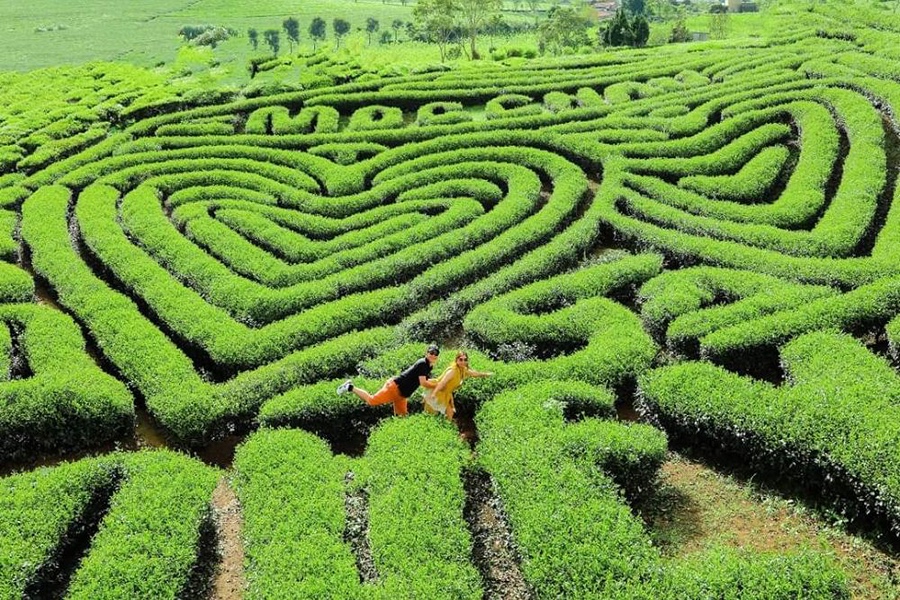 木州茶園
